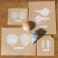 Gulf Sea Shells prints